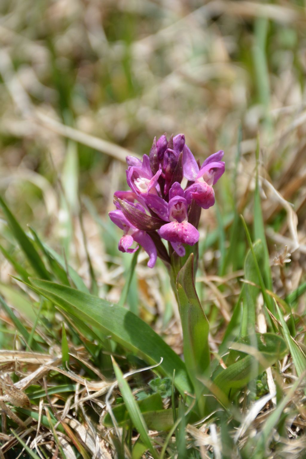 Dactylorhiza sabucina